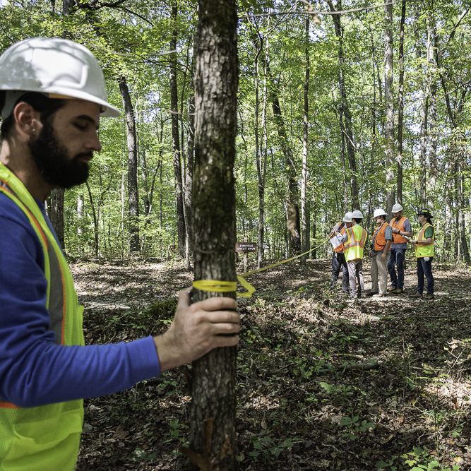 Undergraduate students measure trees at the UT Arboretum 