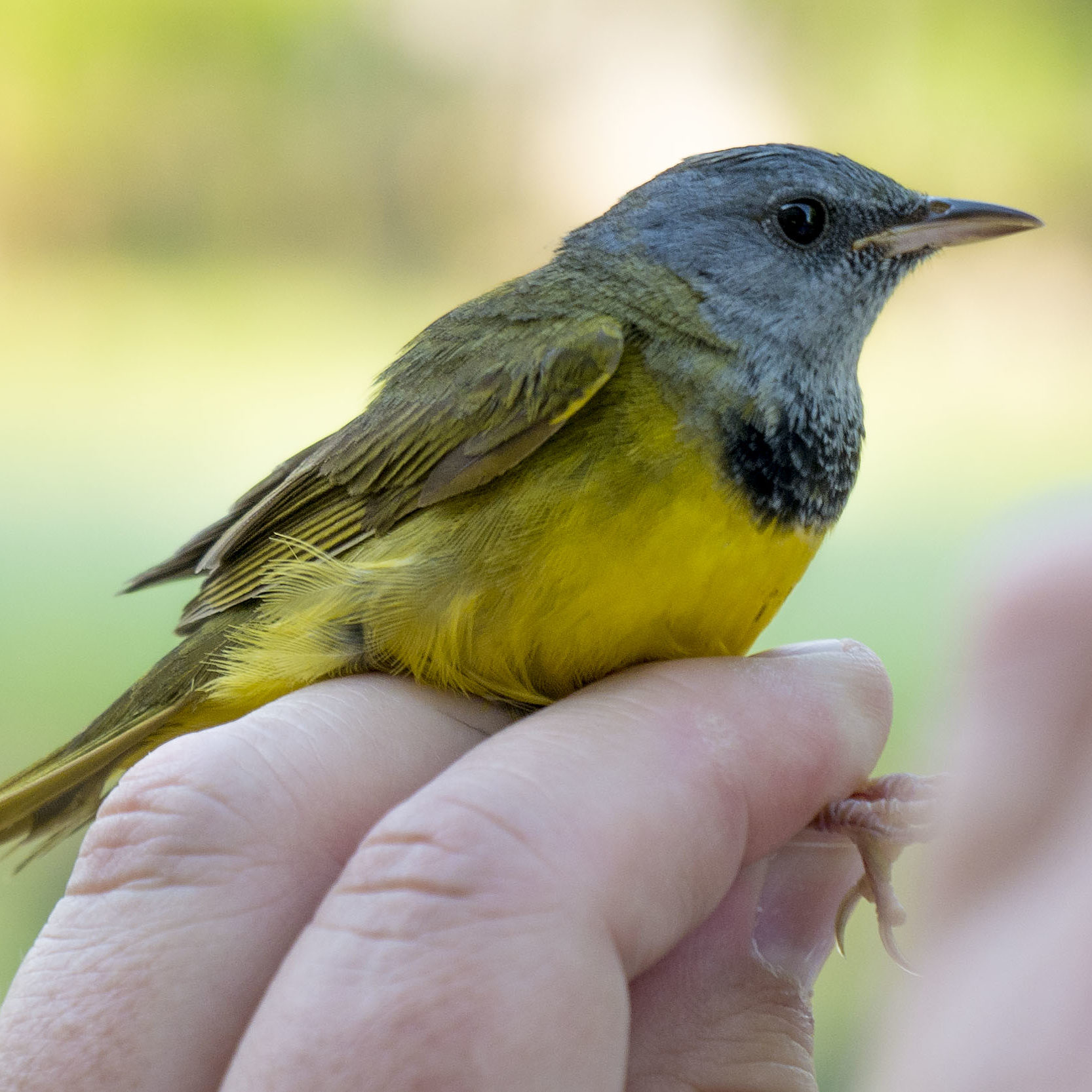 A bird is captured for banding at Seven Islands State Birding Park. 