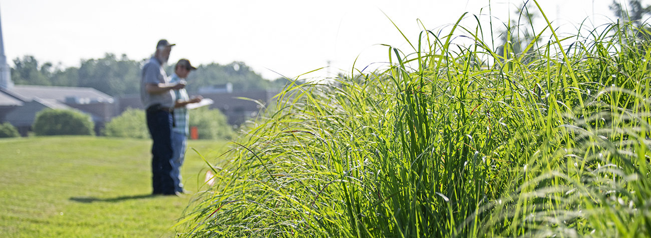Extension Native Grasslands School Of Natural Resources
