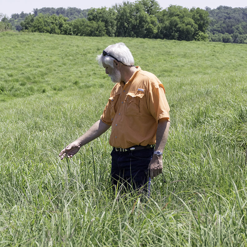 Professor Patrick Keyser inspects a native grass pasture in East Tennessee. 