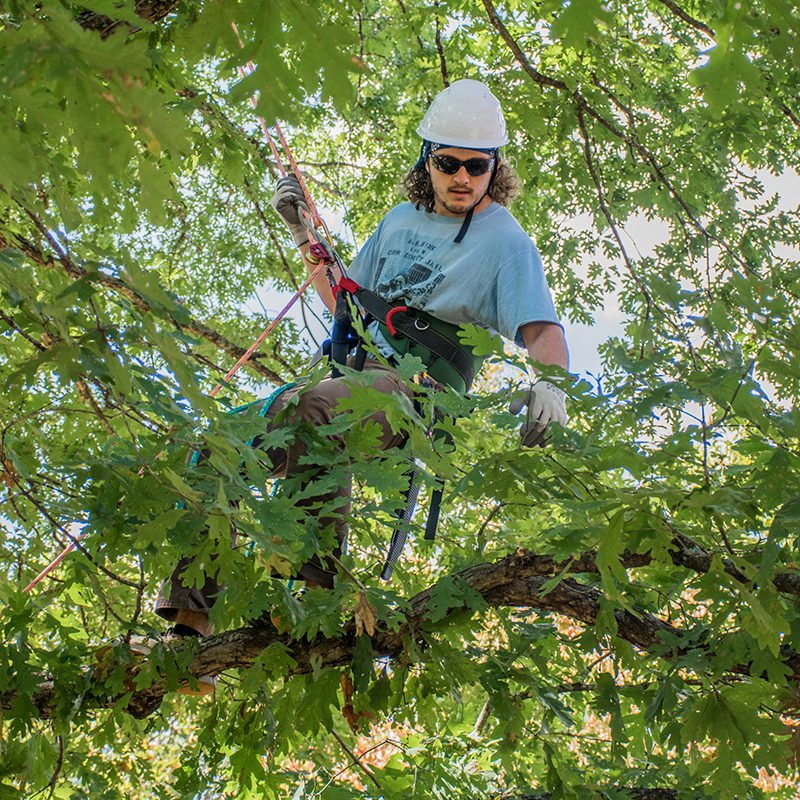 An urban forester inspects the health of a large oak tree. 