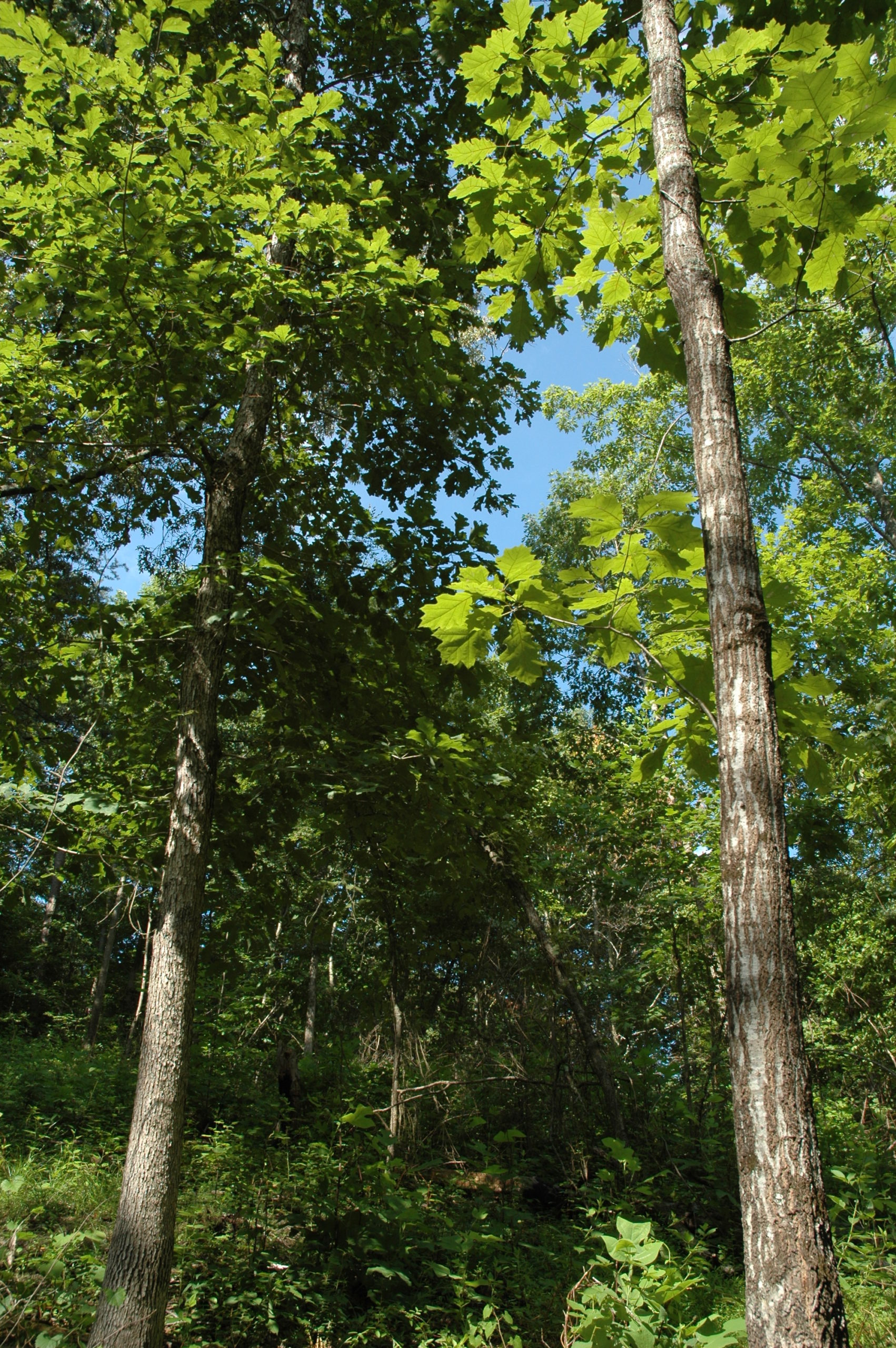 Craig Harper School of Natural Resources