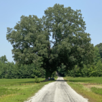 Swamp red oak tree