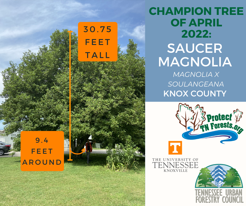 Saucer Magnolia, Knox County, TN, 30.75 feet tall, 9.4 feet around