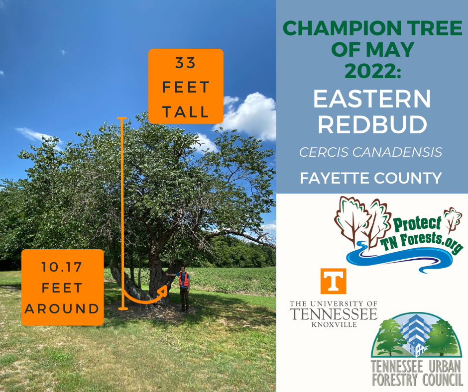 Eastern Redbud, Fayette County, TN, 33 feet tall, 10.7 feet around