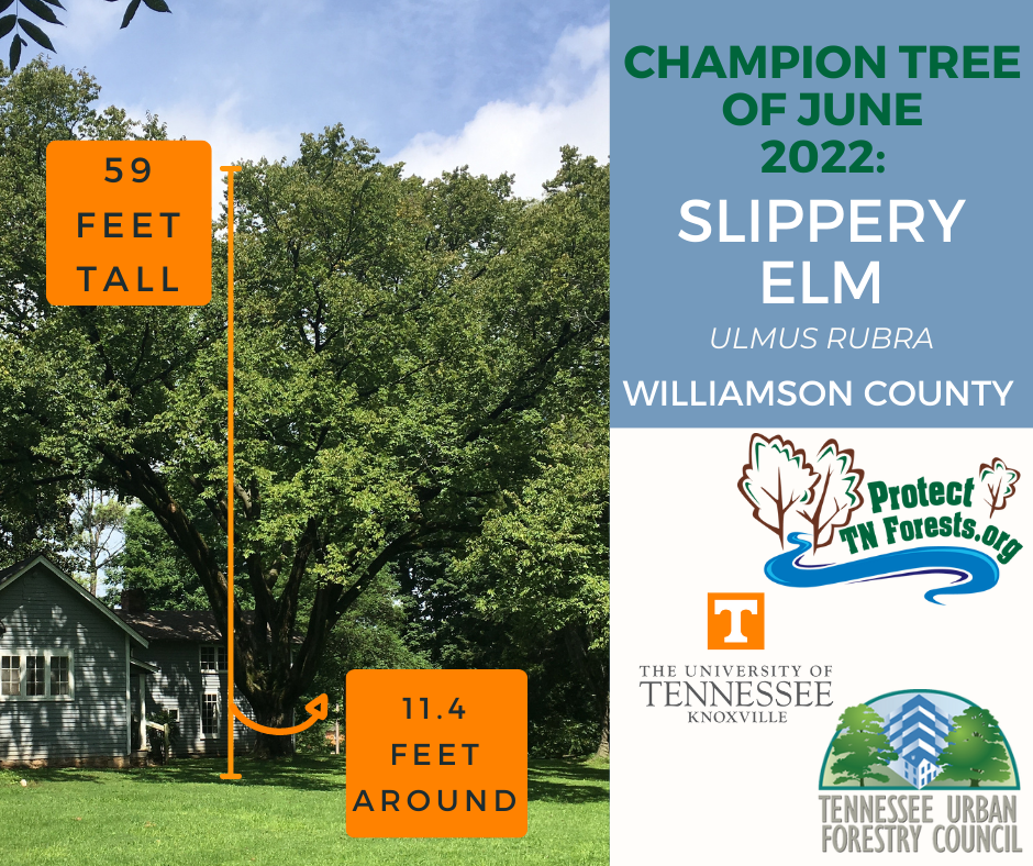 Slippery Elm, Williamson County, TN, 59 feet tall, 11.4 feet around