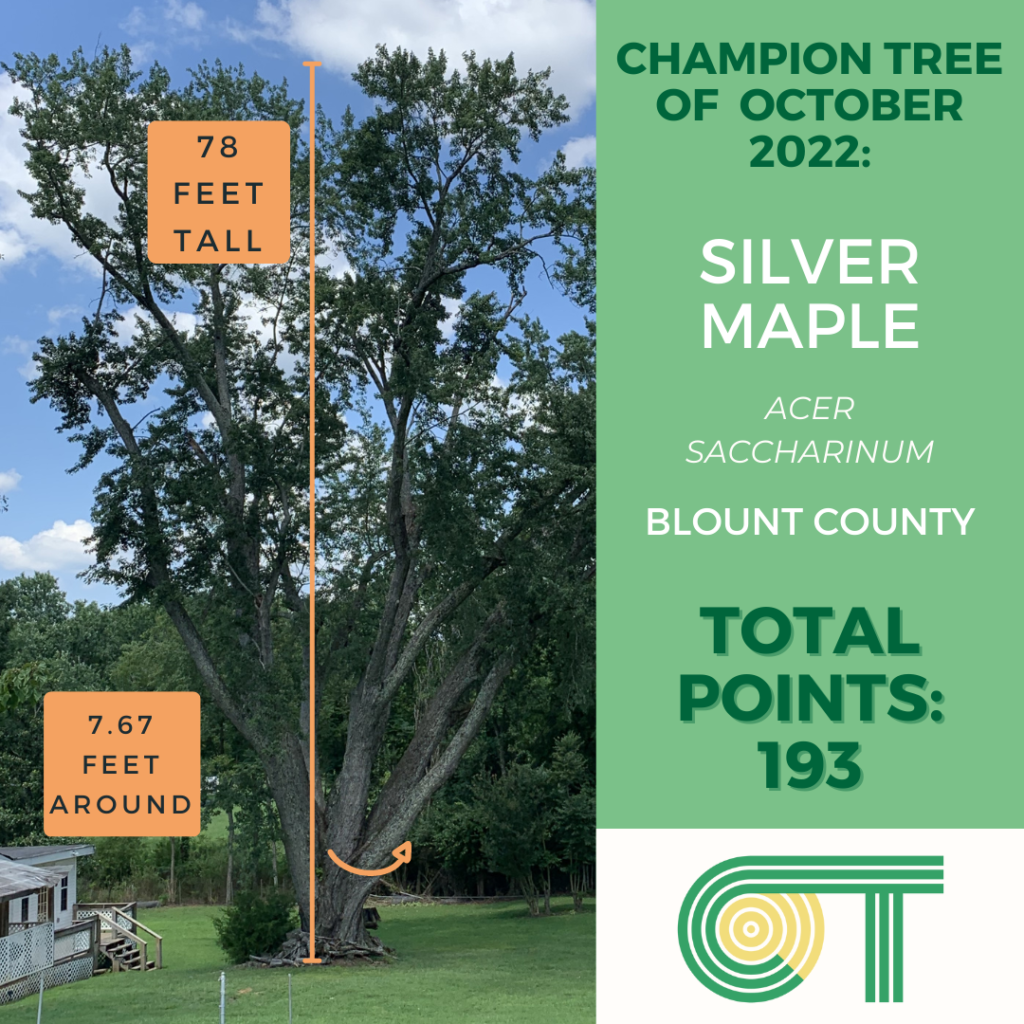 October 2022: Silver Maple from Blount County, 78 feet tall, 7.67 feet around
