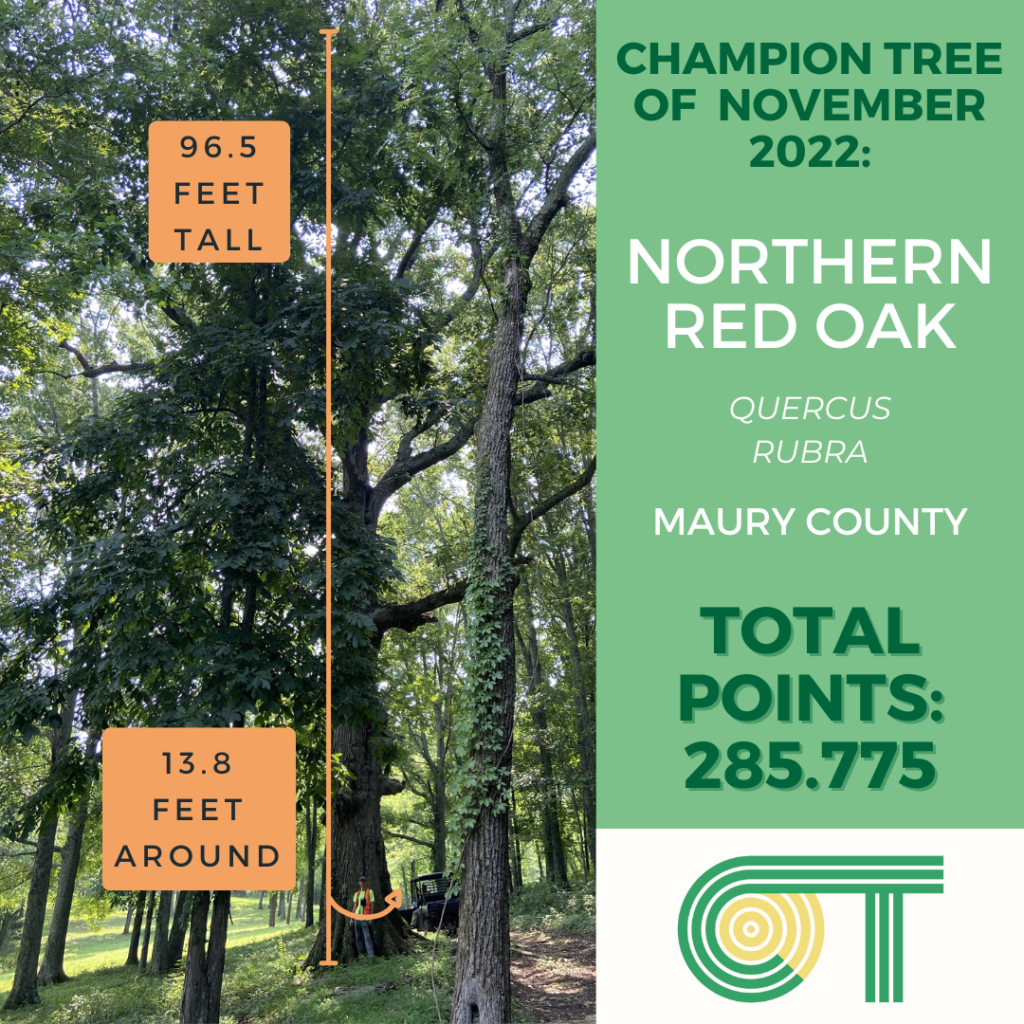 A Northern Red Oak tree, 96.5 feet tall and 13.8 feet around