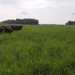 Cows stand in grassy field