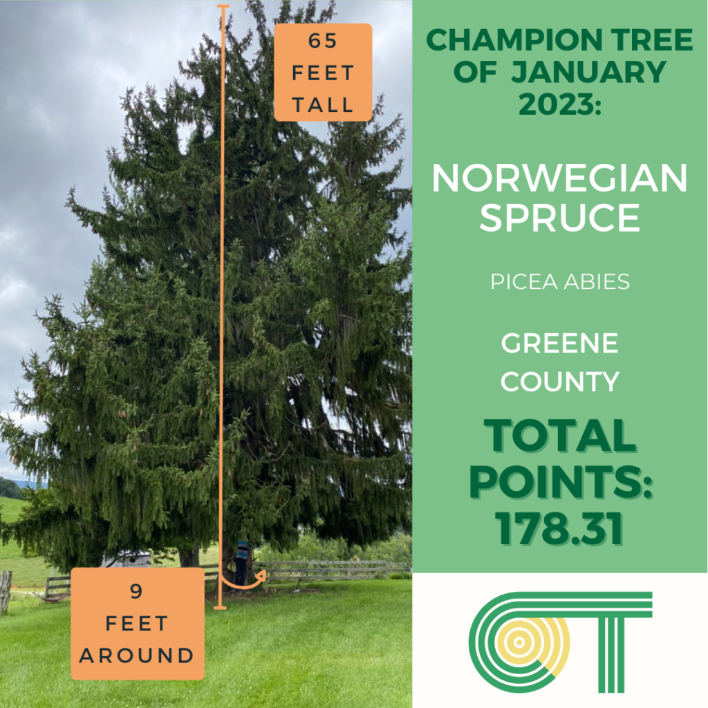 A Norwegian Spruce, Greene County, 9 feet around