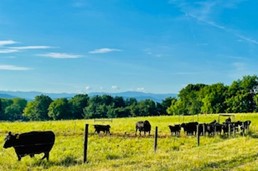 Cows stand in field