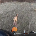 Crew catches elk from helicopter