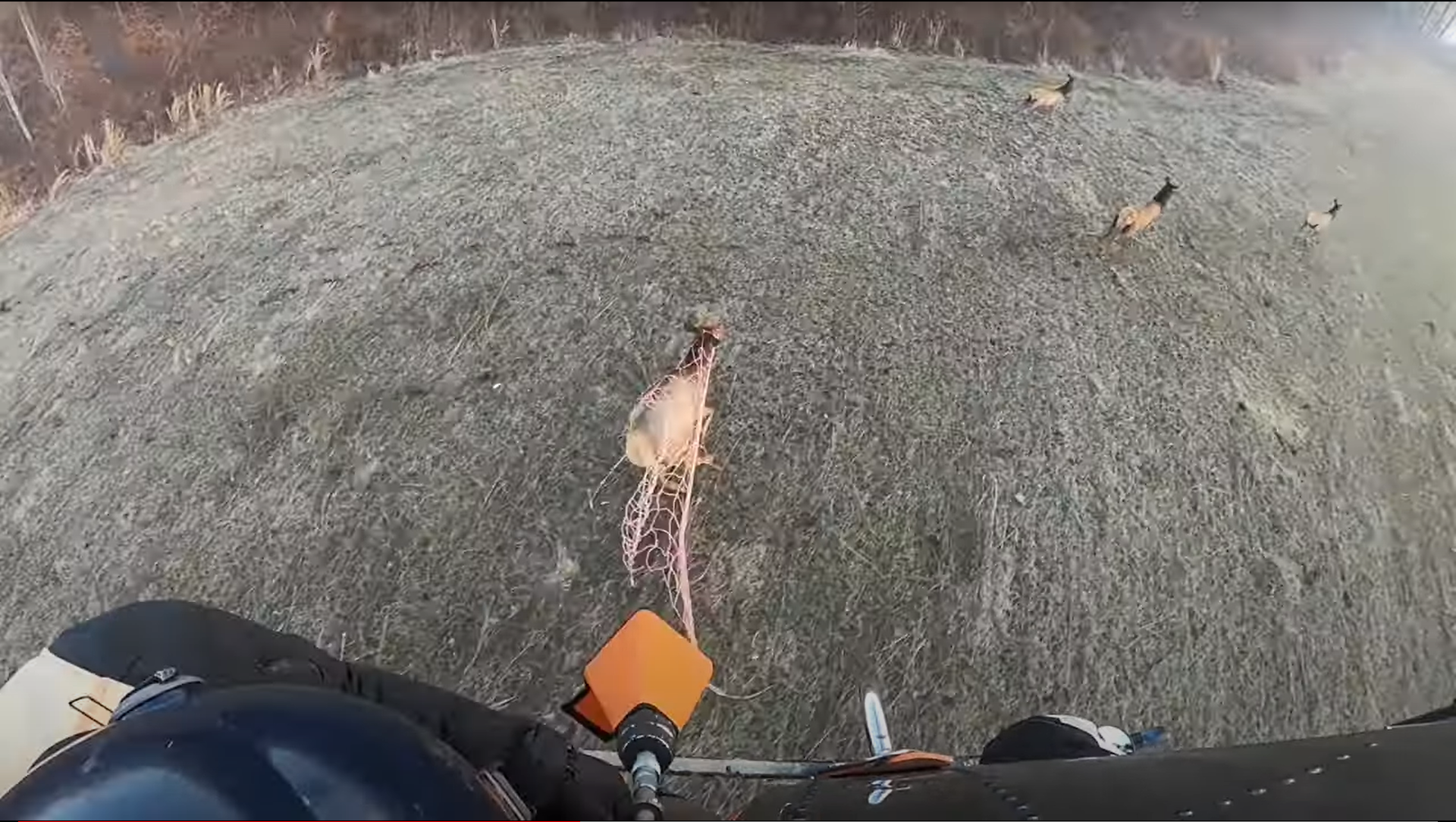 Crew catches elk from helicopter