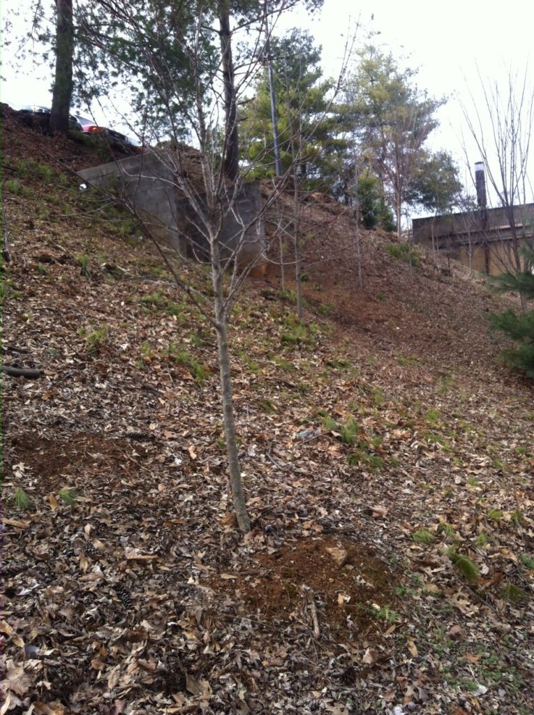 Hillside with young tree