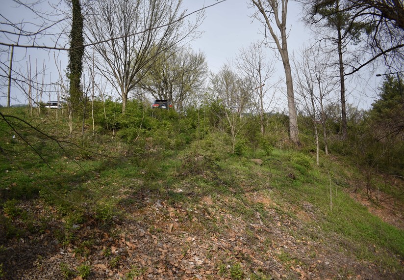 Hillside covered in trees and plants