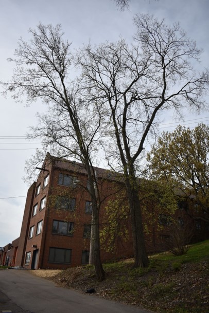 Trees grow near building