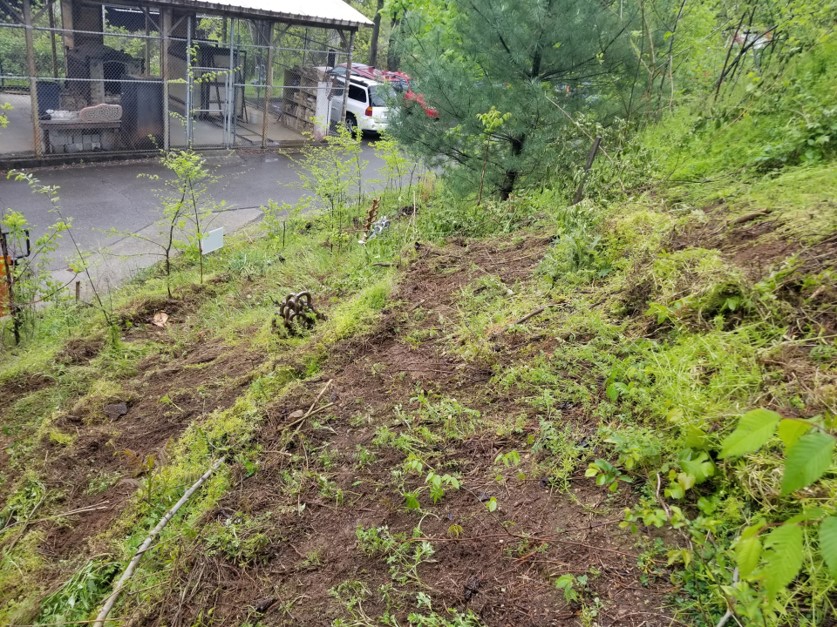 Plants grow on hillside