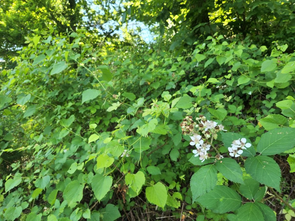 Green bushes growing