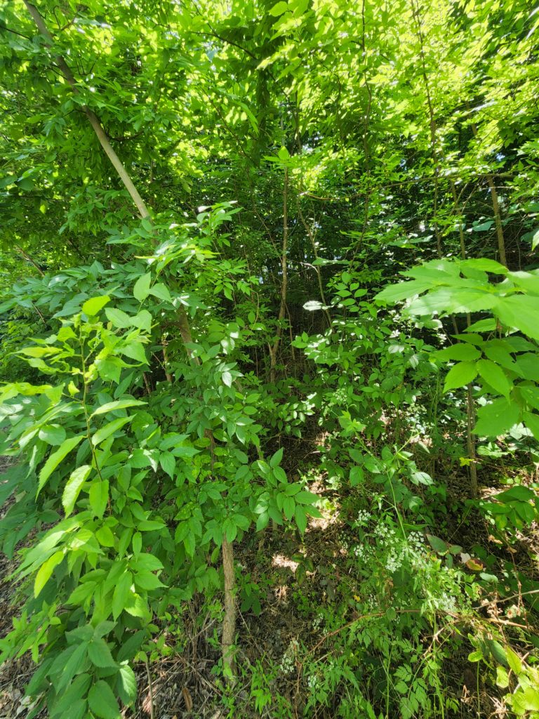 Green trees and brush growing