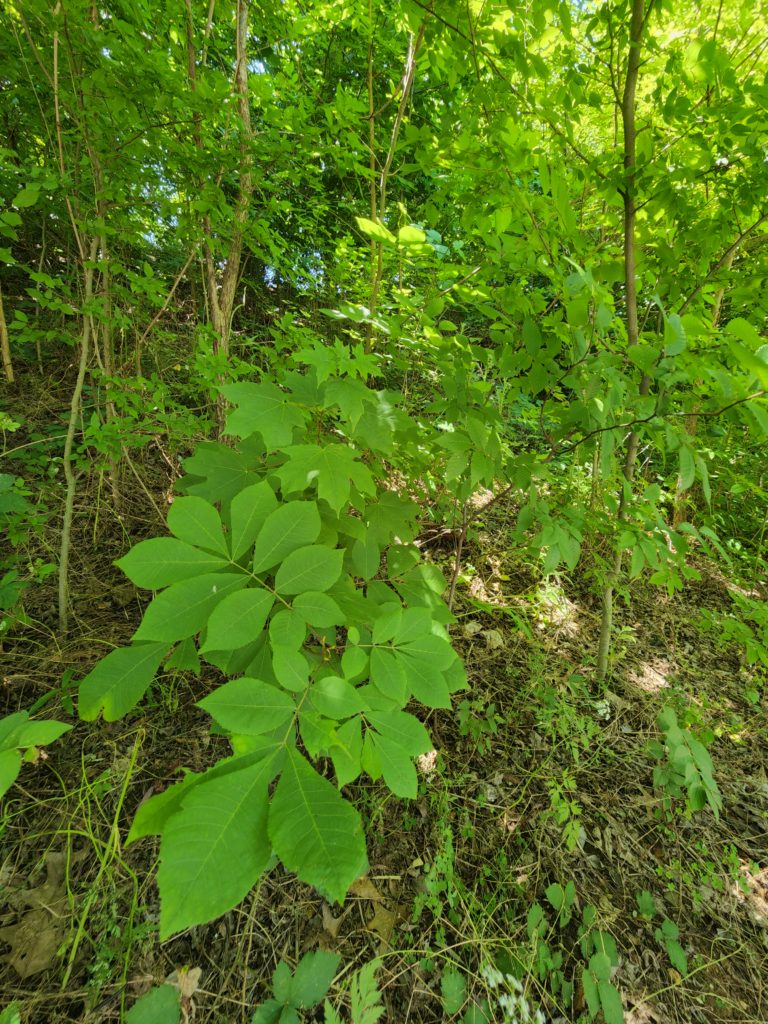 Green trees and brush growing