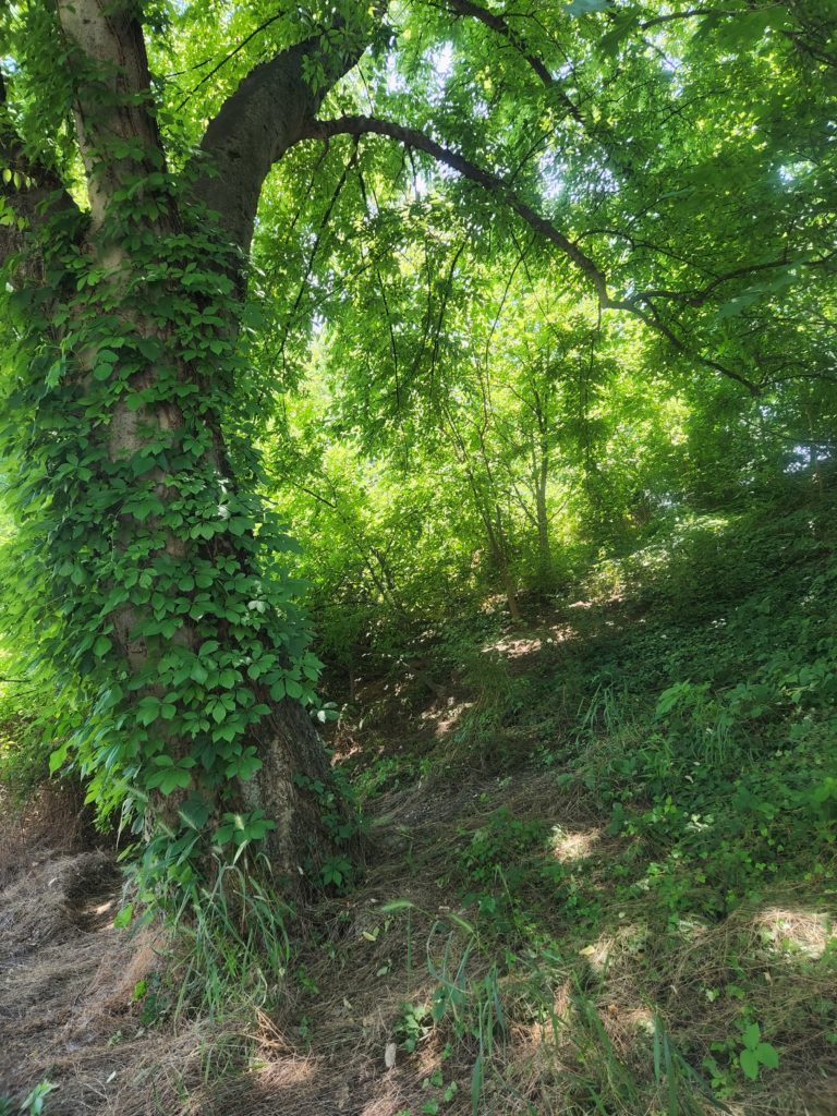 Tree and plants grow on hillside