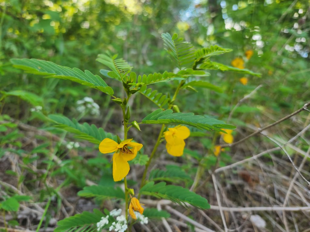 Yellow flowers grow near ground