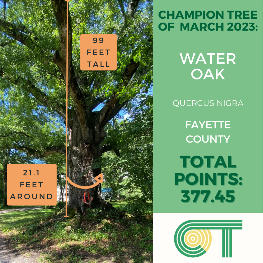A water oak tree