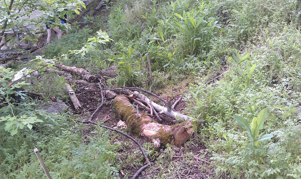 Pile of wood on hill