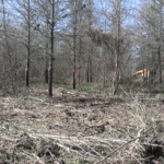 Crews thin future willow oak seed orchard