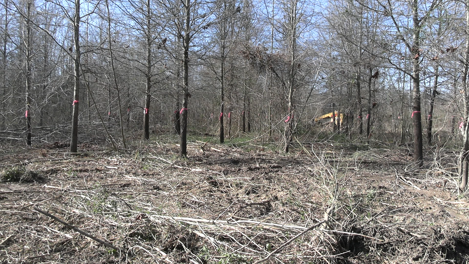 Crews thin future willow oak seed orchard