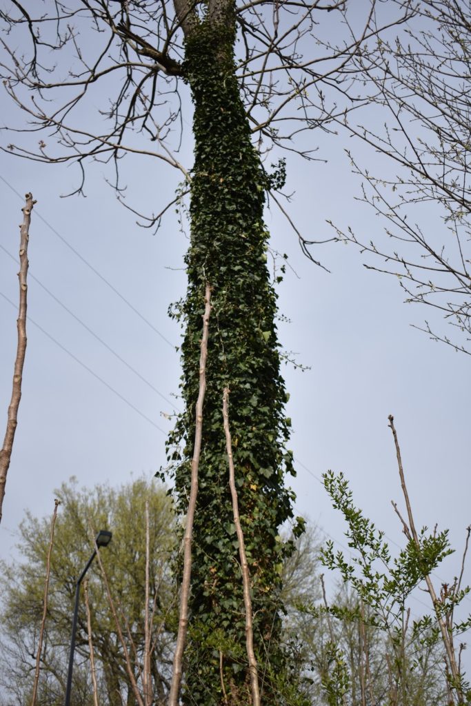 Invasive vine climbs tree