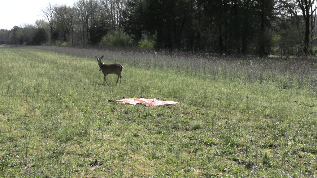 Deer stands in open field near orange tarp.