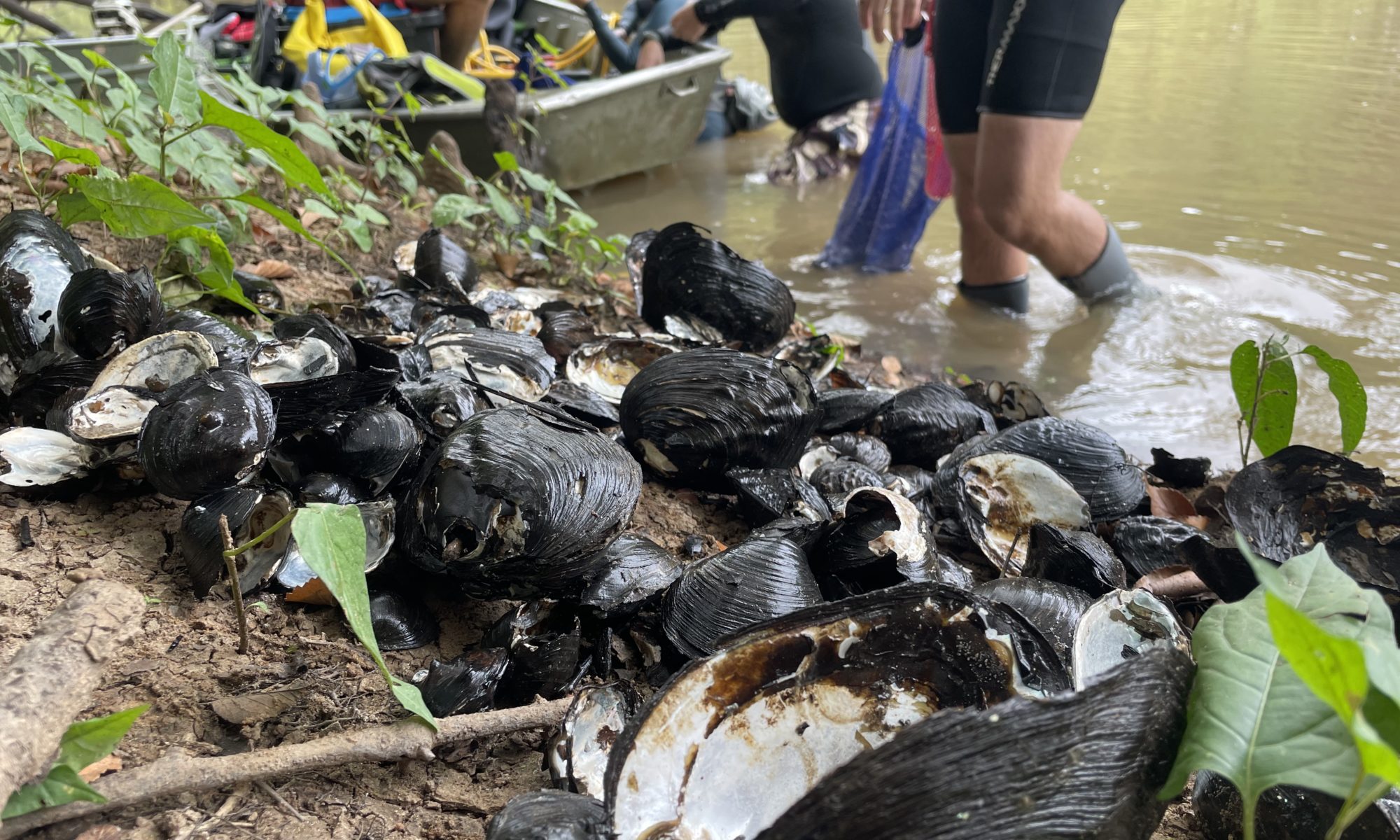 Freshwater mussels sit on land by Bayou Bartholomew in Louisiana.