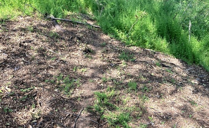 Dirt and mulch next to vegetation