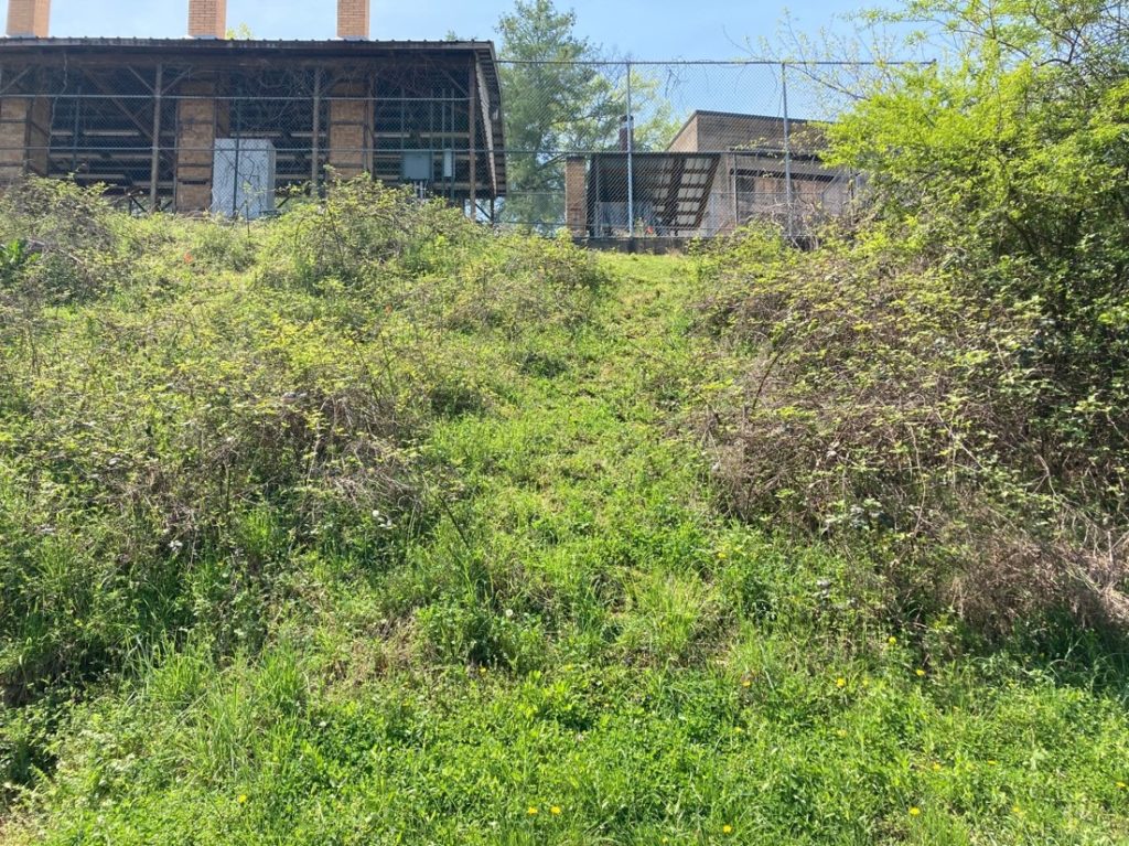 Vegetation growing up a hill toward fence and buildings.