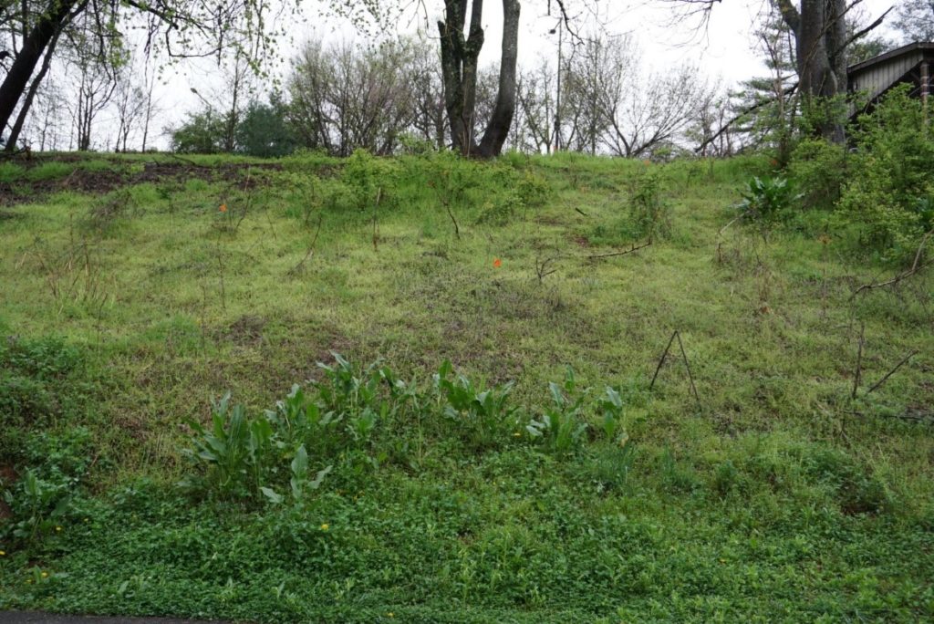 Orange flags stand in ground around vegetation and trees.