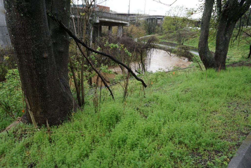 Orange flags in ground between trees with creek in background.