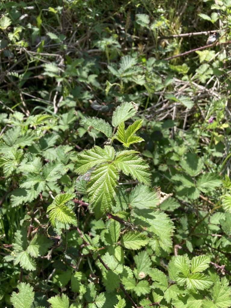 Vegetation growing in sunlight.