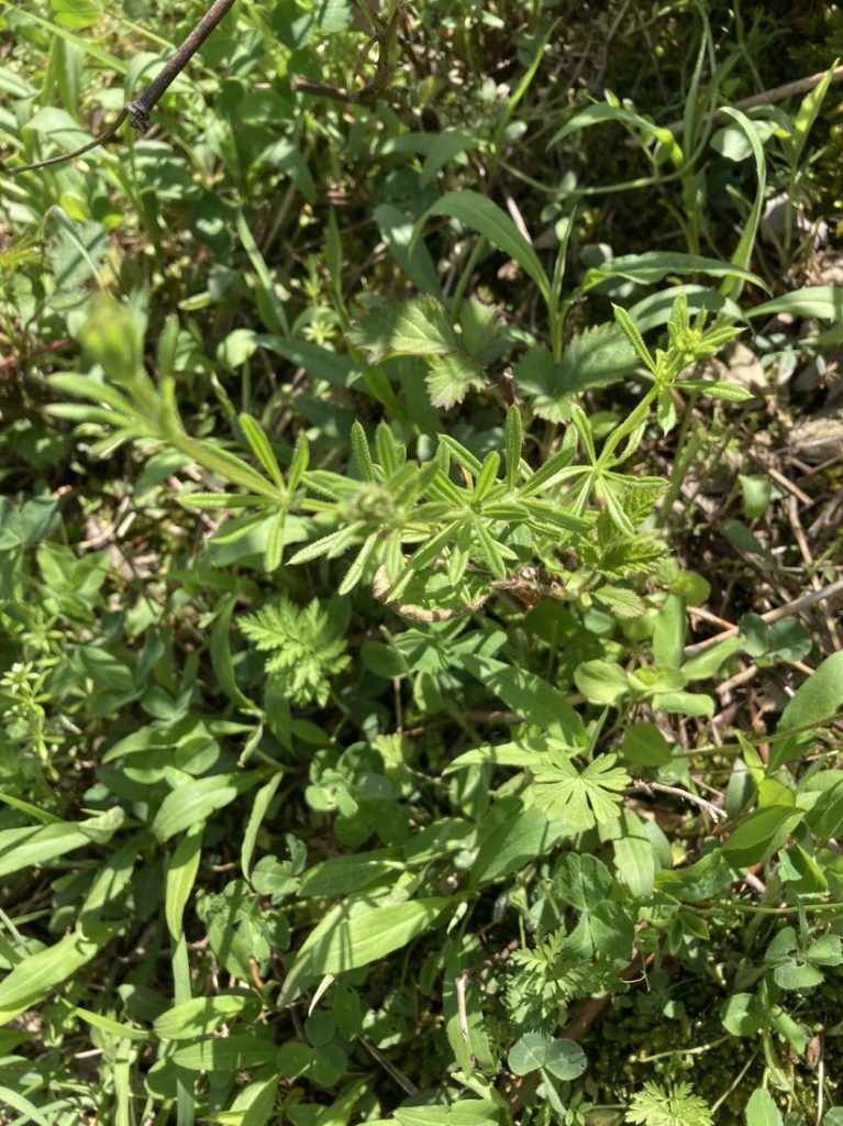 Vegetation growing in sunlight