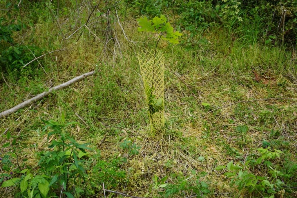 Oak seedling growing in mesh netting.