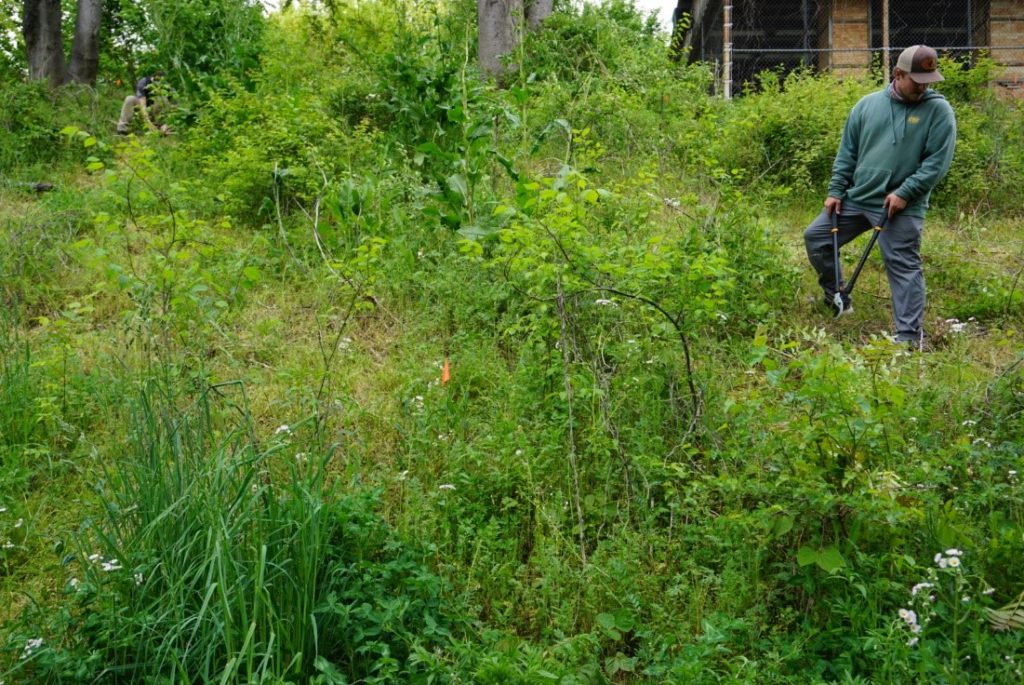 Student holds branch cutter while standing in brushy area.