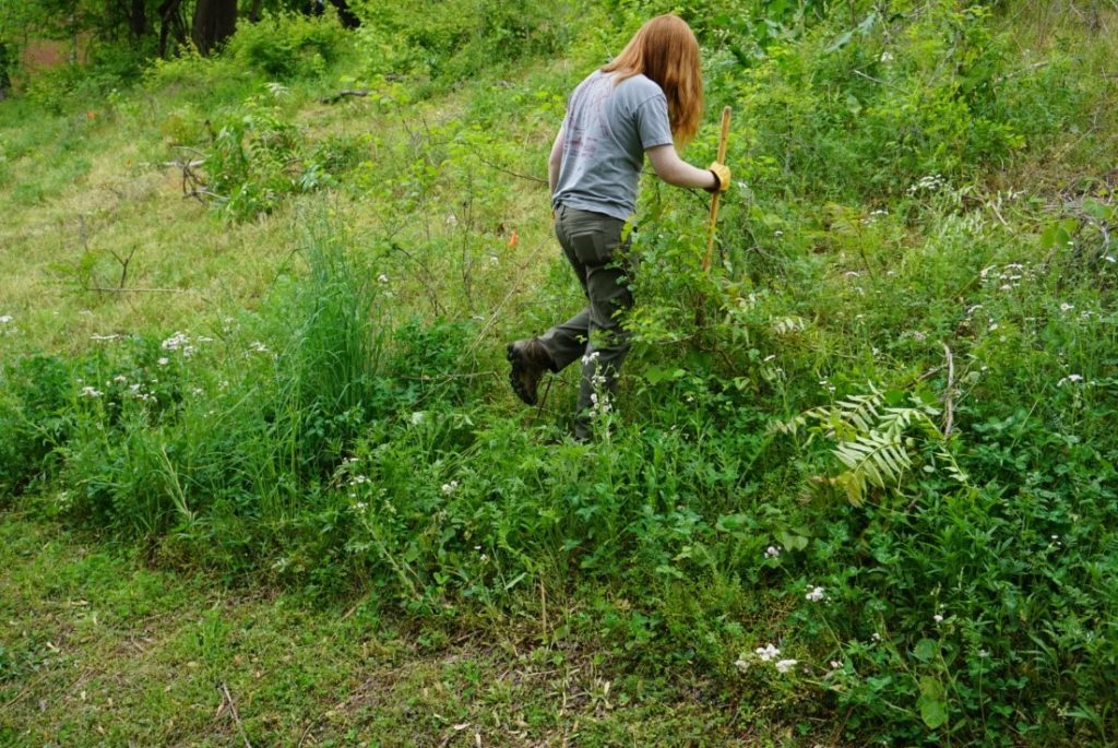 Student walks through brushy area with gardening tool.