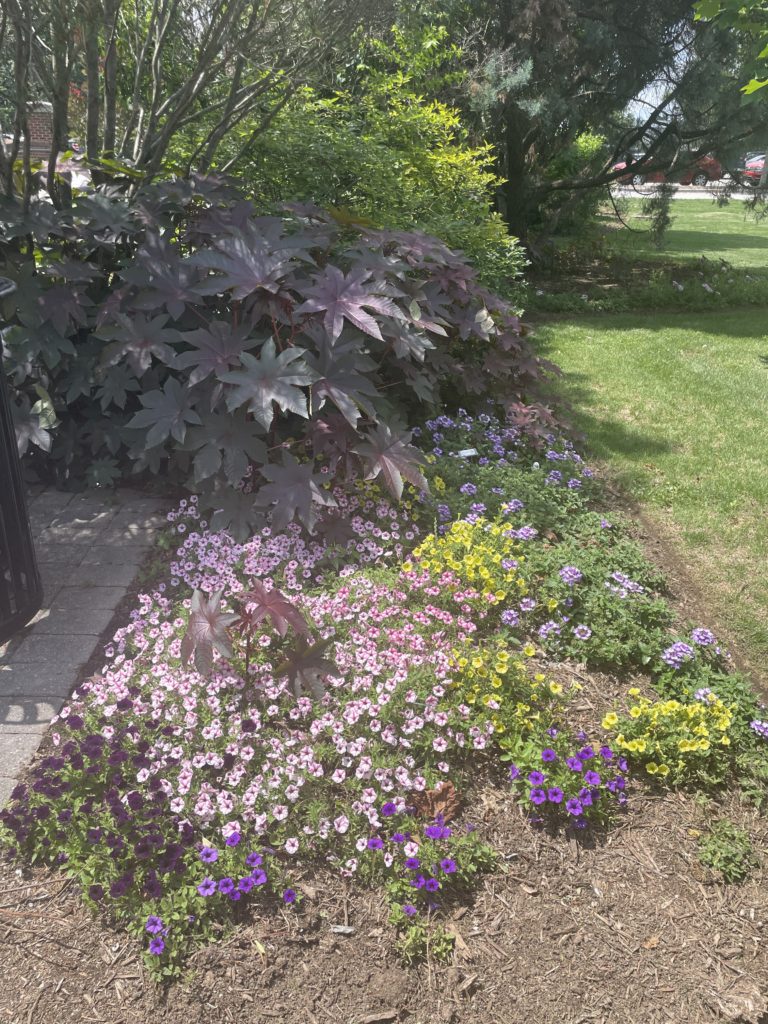 Several flowers grow next to a large bush in a flowerbed.