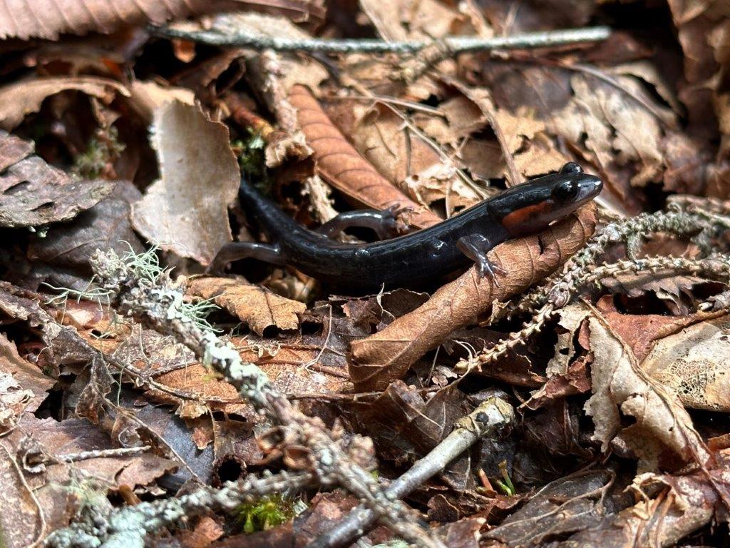 Red-cheeked salamander crawls over brown leaves.