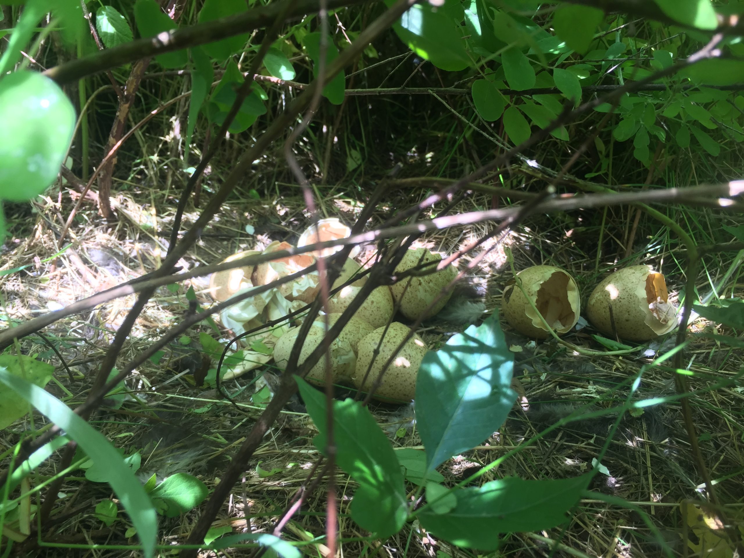 Craig Harper shows how wild turkeys nest in various vegetation types in
