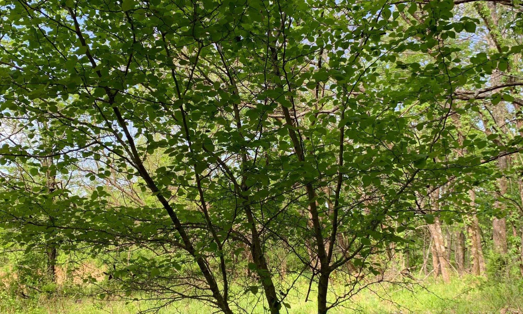 Harbison's hawthorn tree growing in wooded area.