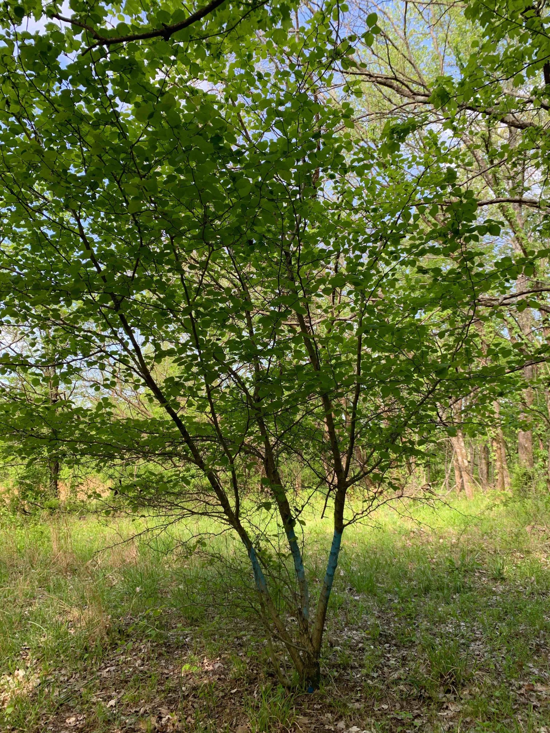 Working to conserve Harbison's hawthorn in West TN | School of