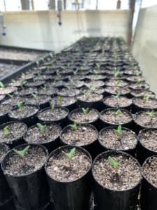 Rows of germinated Harbison's hawthorn tree seedlings in black pots.