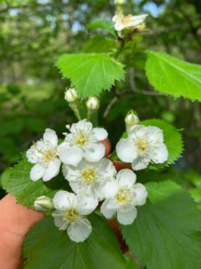 Hand holds tree twig with flowers growing.