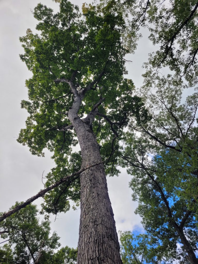 Mature white oak grows under partly cloudy sky.